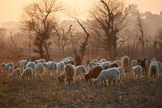 sheep-g39fbd71c1_640