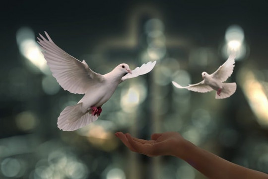 doves-g069e8a431_640