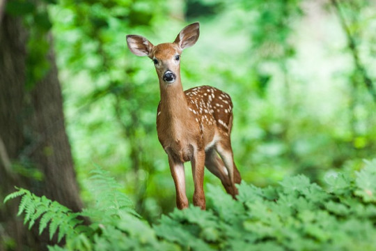 deer-1367217_640