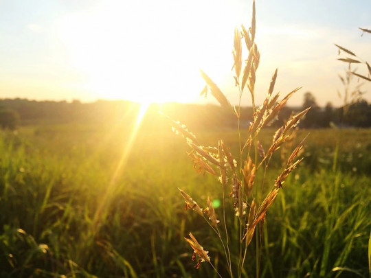 resurrection wheat