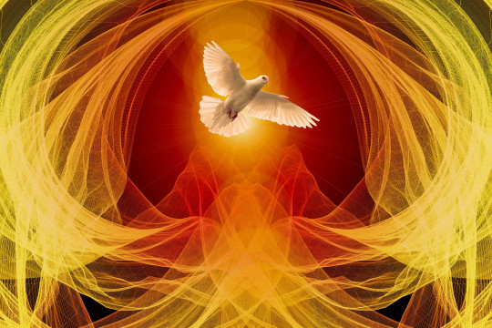 pentecost dove