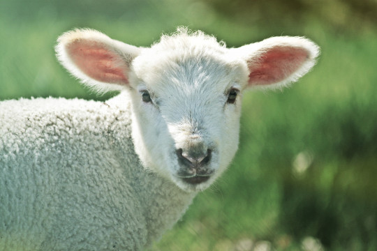 lamb-739165_1920