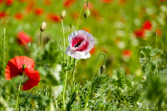 poppies