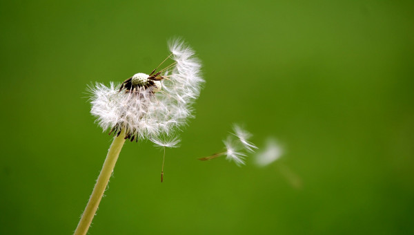 dandelion-4423196_1280
